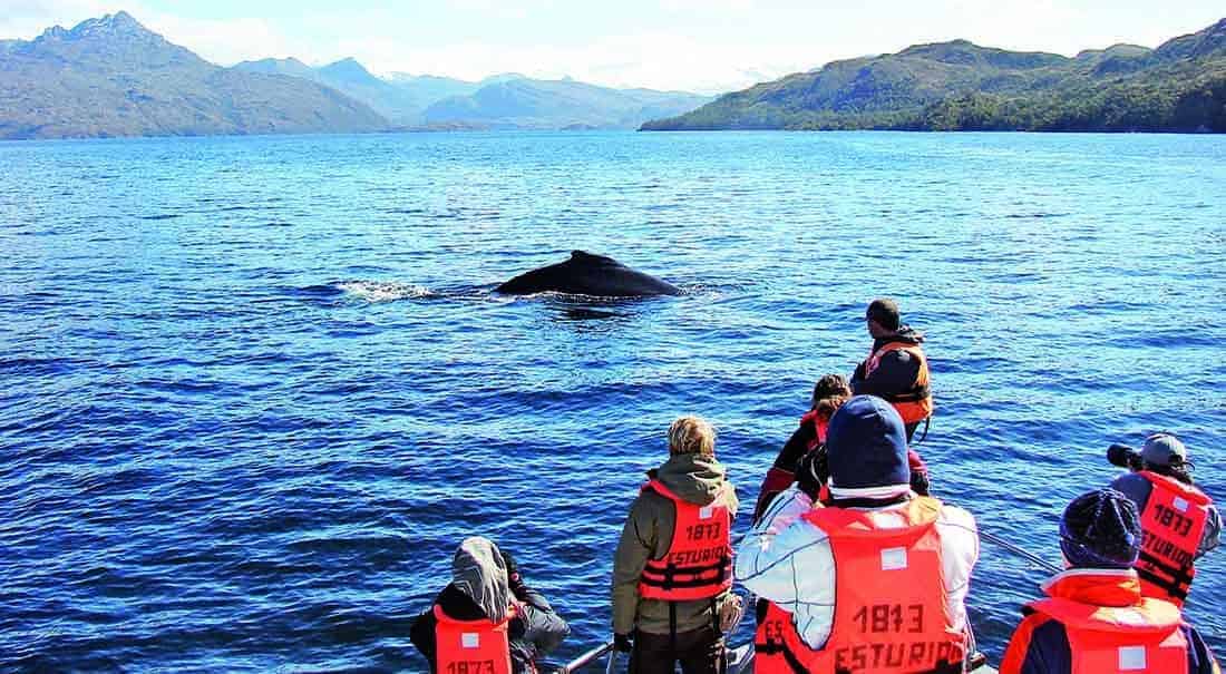 Walbeobachtung in Patagonien