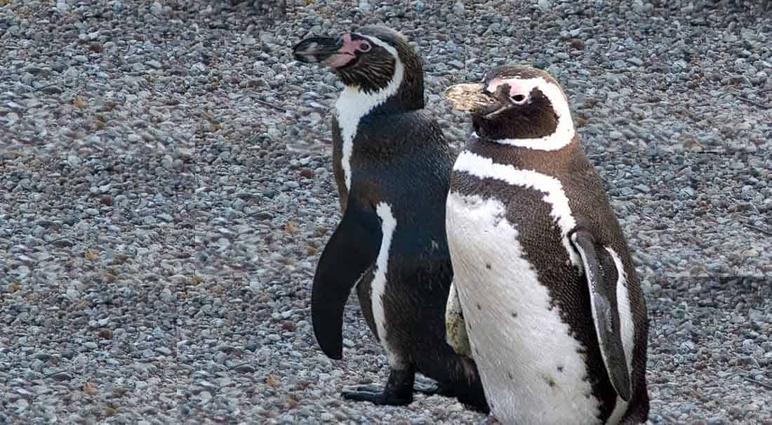 Pinguine contra Fortschritt