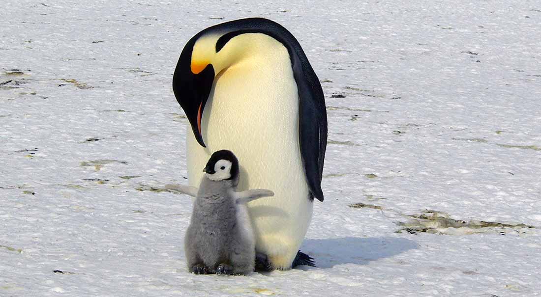 Pinguin-Reisen