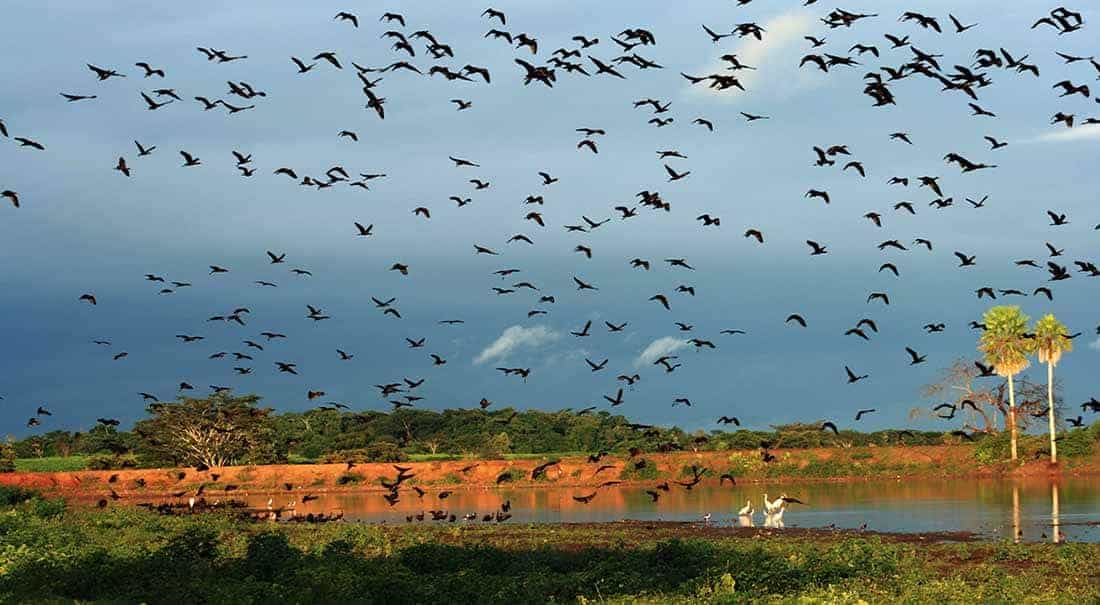 Pantanal Mato Grosso Rundreise