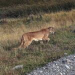 Puma am Torres del Paine