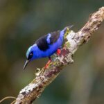 Vogelbeobachtung in Costa Rica