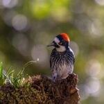 Vogelbeobachtung in Costa Rica