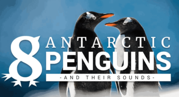 Pinguine der Antarktis