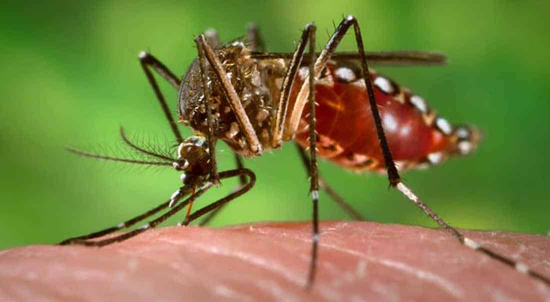 Informationen zum Zika-Virus