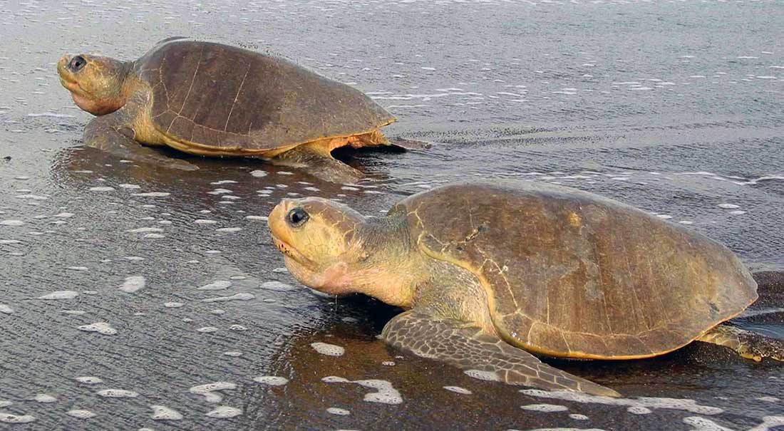 Schildkröten in Costa Rica