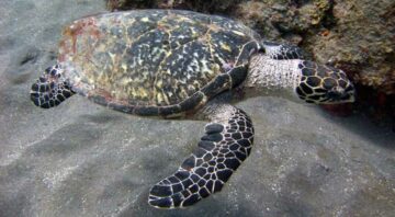 Echte Schildkröten in Costa Rica