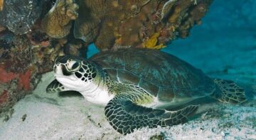 Schildkröten in Costa Rica Grüne Meeresschildkröte