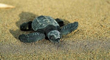 Schildkröten in Costa Rica Oliv Schildkröte
