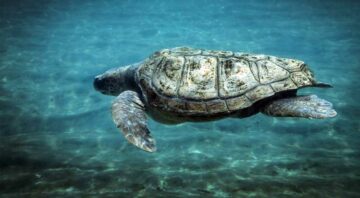 Unechte Schildkröten in Costa Rica