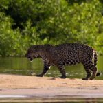 Jaguar auf Sandbank im Pantanal