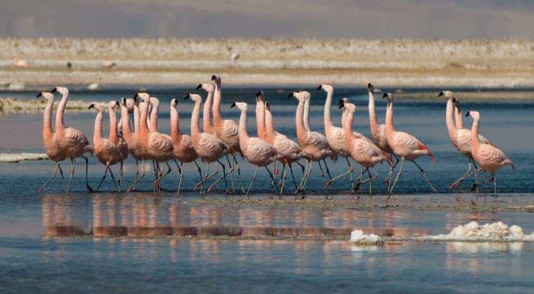 Info Atacama-Wüste Flamingos