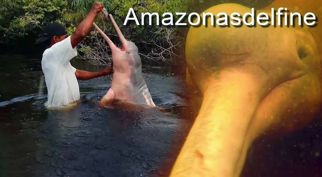 Amazonasdelfine