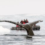 Polar Latitudes Antarktiskreuzfahrten Walbeobachtung