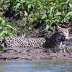 Pantanal Jaguar Safari