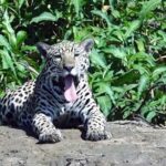 Pantanal Jaguar Safari