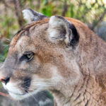 Torres del Paine Puma