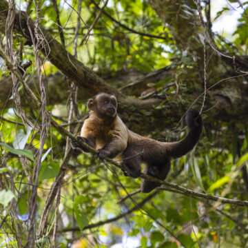 Suriname / Paramaribo