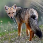 Zorro Parque Nacional Patagonia