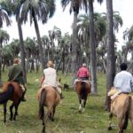 Durch Palmenhain auf der Uruguay-Reise für Reiter