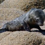 Seehundbaby in Uruguay