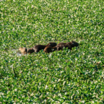 71960-BR-Brasilien für Familien Capybara