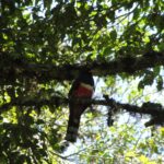 Trogon im Bergwald des Amboró-Nationalparks