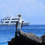 Blaufußtölpel auf Galápagos