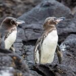 Galápagos-Pinguine auf Lavafelsen