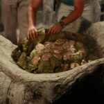 Zubereitung des traditionellen Curanto