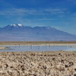 Flamingos in der Laguna Chaxa, Salar de Atacama