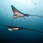Adlerrochen vor Galápagos