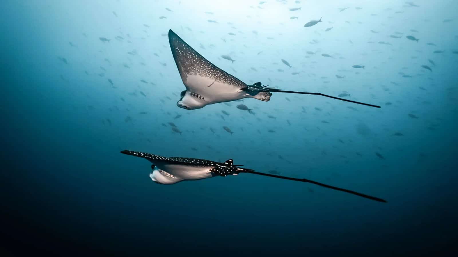 Adlerrochen vor Galápagos