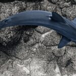 Hammerhai vor Galápagos