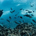 Taucher im Fischschwarm vor Galápagos