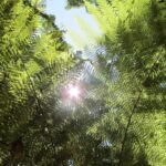 Baumfarne im Gegenlicht im Farnwald Los Alisos